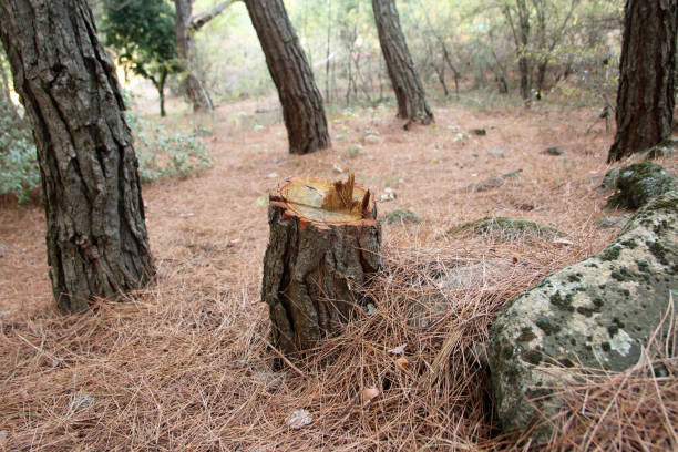 Chalfant, CA Tree Services Company