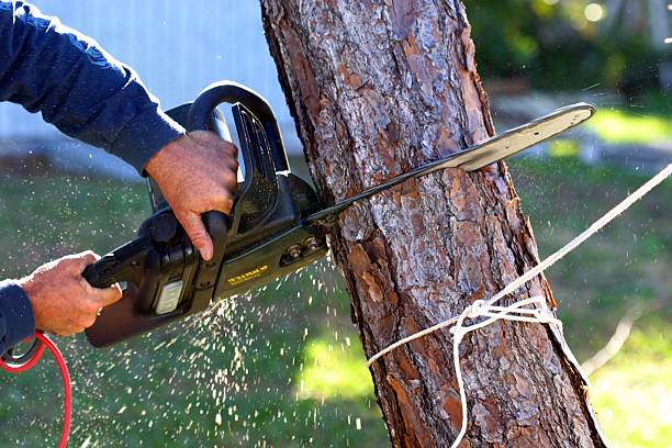 Best Stump Grinding and Removal  in Chalfant, CA