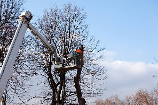 How Our Tree Care Process Works  in  Chalfant, CA